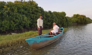 Mangrove Ecosystems: Nature's Living Shield Against Climate Change and Coastal Disasters